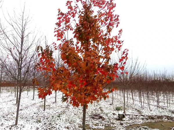 四、購置我們的紅楓后，成活率怎么樣？