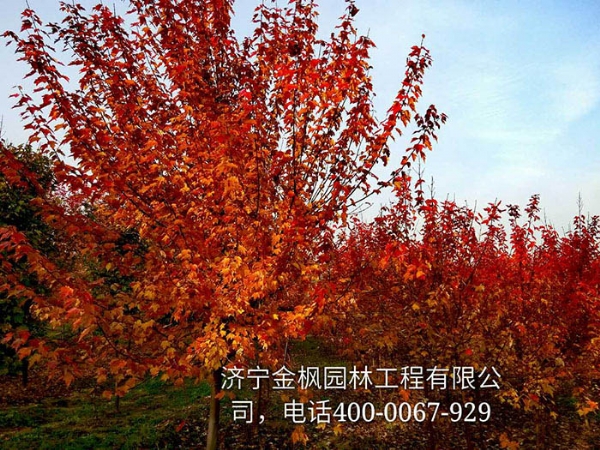 三、購買(mǎi)我們紅楓具體流程是怎么進(jìn)行的？