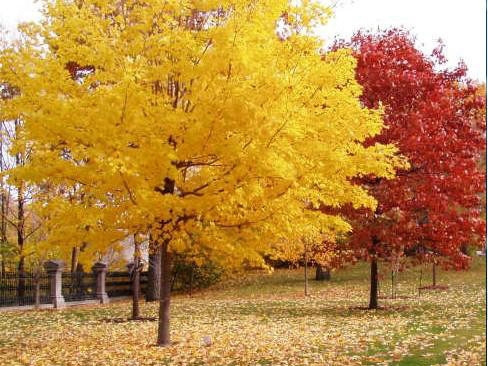 一、我們的紅楓為何能保障在同類(lèi)產(chǎn)品中價(jià)錢(qián)低？
